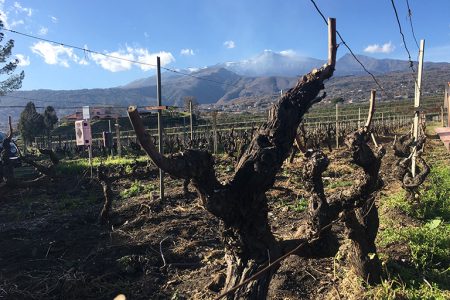 Etna Wine - Walk in Nature